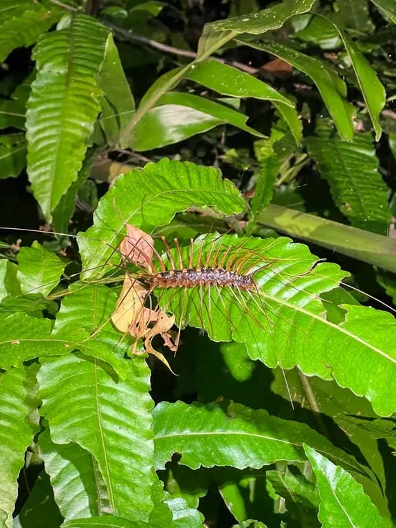 Multi-legged arthropod on fern leaf at night Sakul Trail nocturnal creature Hualien — Taiwan Insider