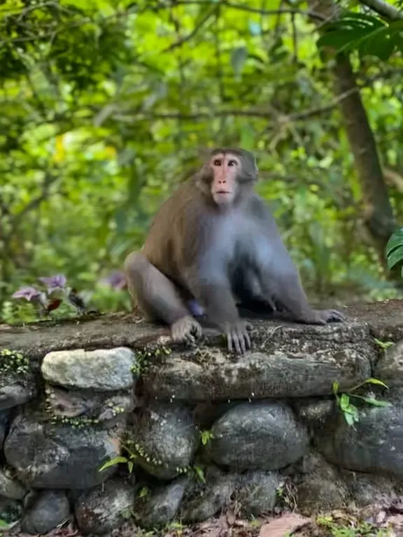 Formosan macaque sitting on stone wall along Sakul Trail wild monkey Hualien — Taiwan Insider