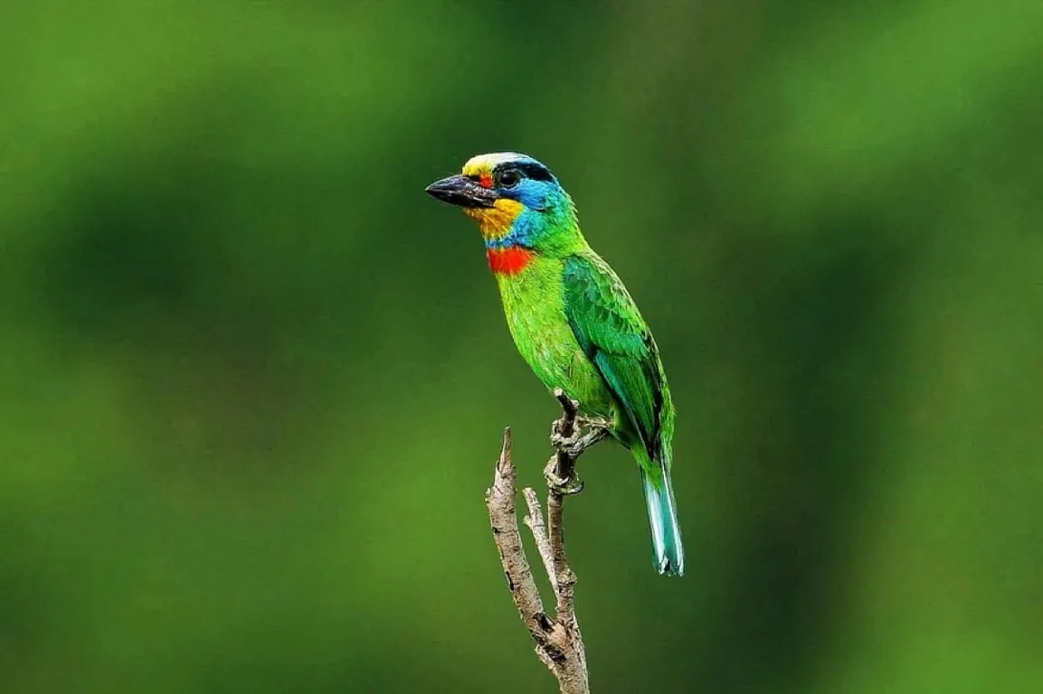 Taiwan Barbet perched on bare branch green body red throat blue yellow crown endemic bird — Taiwan Insider