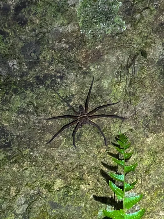 Night spider with long radial legs on mossy rock Sakul Trail nocturnal wildlife Hualien — Taiwan Insider